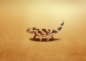 Lizard. Thorny dragon. Moloch.